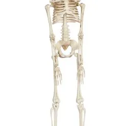 Don Disfraz Skelett Hängedeko Klein