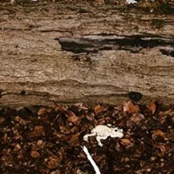 Don Disfraz Froschskelett 5 Don Disfraz Froschskelett -Weihnachtlich Verkaufsgeschäft esqueleto de rana