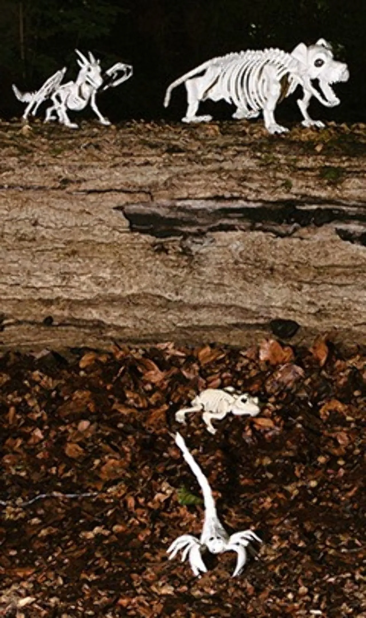 Don Disfraz Froschskelett 4 Don Disfraz Froschskelett - Image 2